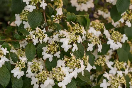 Viburnum plic. 'Kilimandjaro' - 10 Ltr pot - image 4