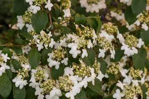 Viburnum plic. 'Kilimandjaro' - 10 Ltr pot - image 4