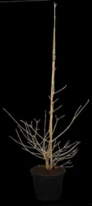 Viburnum plic. 'Kilimandjaro'