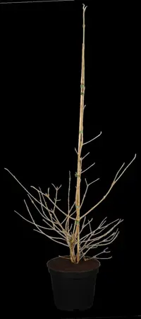 Viburnum plic. 'Kilimandjaro' - 60-80 CM C10 - image 1