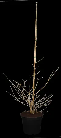 Viburnum plic. 'Kilimandjaro' - 100-125 CM C10 - image 1
