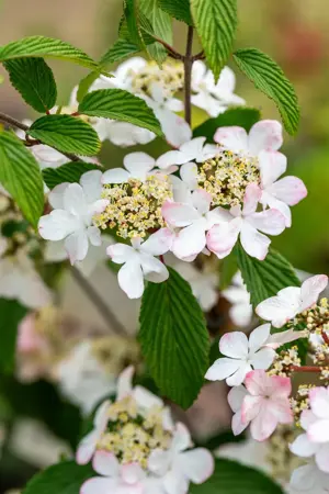 Viburnum plic. 'Kilimandjaro?Sunrise' - 175-200 CM C20 3 CANES - image 3