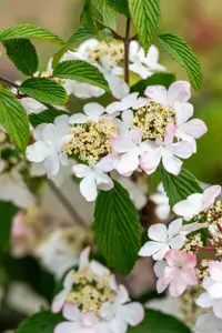 Viburnum plic. 'Kilimandjaro?Sunrise' - 175-200 CM C20 3 CANES - image 3