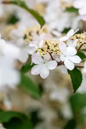 Viburnum plic. 'Kilimandjaro?Sunrise' - 90 CM STEM 7.5 L - image 5
