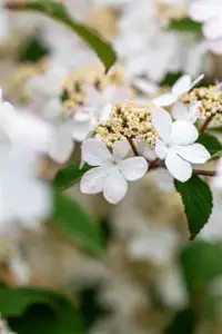 Viburnum plic. 'Kilimandjaro?Sunrise' - 90 CM STEM 7.5 L - image 5