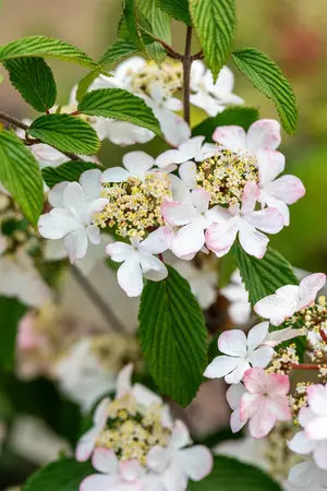 Viburnum plic. 'Kilimandjaro?Sunrise' - 30-40 CM C2 - image 2
