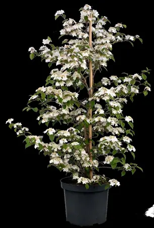 Viburnum plic. 'Kilimandjaro?Sunrise' - 175-200 CM C20 3 CANES - image 2