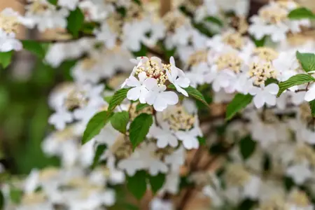 Viburnum plic. 'Kilimandjaro?Sunrise' - 30-40 CM C3 - image 4