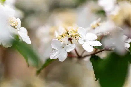 Viburnum plic. 'Kilimandjaro?Sunrise' - 175-200 CM C50 - image 5