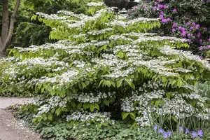 Viburnum plic. 'Lanarth' - MULTISTEM 250-300 CM C500