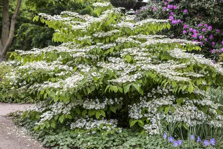 Viburnum plic. 'Lanarth' - LINERS 18 CEL TRAY P9 SIZE