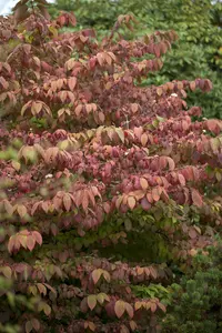 Viburnum plic. 'Mariesii' - MULTISTEM 300-350 CM C500 - image 3