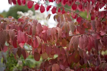 Viburnum plic. 'Mariesii' - MULTISTEM 300-350 CM C500 - image 5