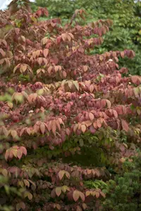 Viburnum plic. 'Mariesii Great Star' - 30-40 CM C3 - image 3