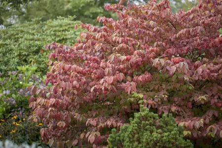 Viburnum plic. 'Mariesii Great Star' - 30-40 CM C3 - image 1