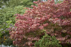 Viburnum plic. 'Mariesii Great Star' - 30-40 CM C3 - image 5
