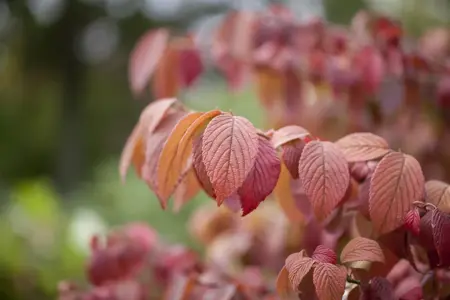 Viburnum plic. 'Mariesii Great Star' - 30-40 CM C3 - image 2