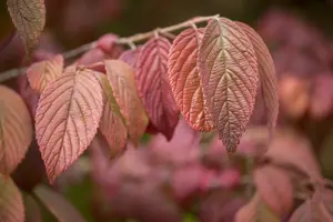 Viburnum plic. 'Mariesii Great Star' - 30-40 CM C3 - image 4