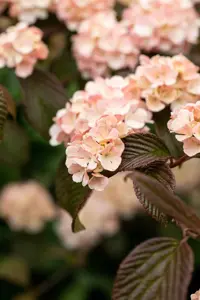 Viburnum plic. 'Mary Milton' - 30-40 CM RB - image 1