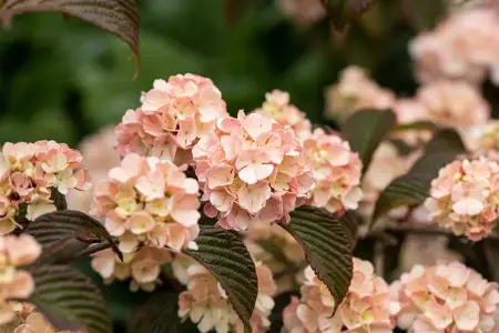 Viburnum plic. 'Mary Milton' - 30-40 CM RB - image 2
