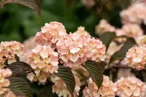 Viburnum plic. 'Mary Milton' - 30-40 CM RB - image 2