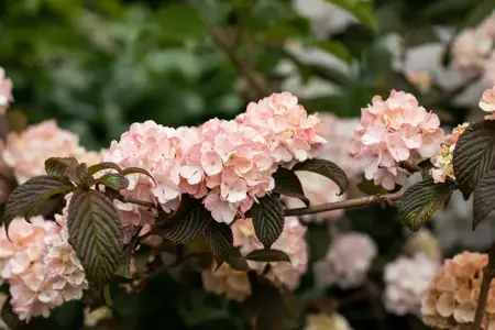 Viburnum plic. 'Mary Milton' - 30-40 CM RB - image 3