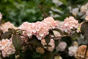 Viburnum plic. 'Mary Milton' - 30-40 CM RB - image 3