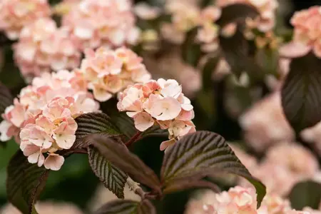 Viburnum plic. 'Mary Milton' - 30-40 CM RB - image 4
