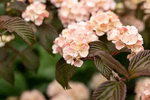 Viburnum plic. 'Mary Milton' - 30-40 CM RB - image 5
