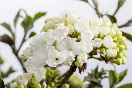 Viburnum plic. 'Molly Schroeder' - 20-25 CM C5 - image 1