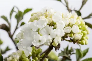 Viburnum plic. 'Molly Schroeder' - 20-25 CM C5 - image 2