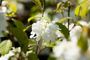 Viburnum plic. 'Newport' - 40-50 CM C7.5 - image 2