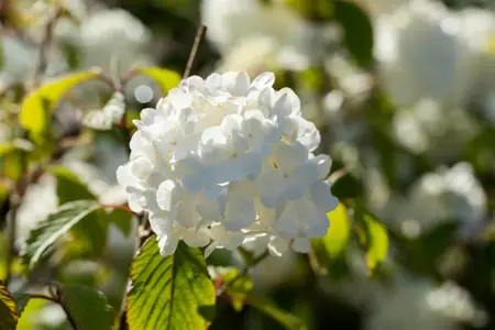 Viburnum plic. 'Newport' - 40-50 CM C7.5 - image 3