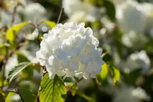 Viburnum plic. 'Newport' - 40-50 CM C7.5 - image 3