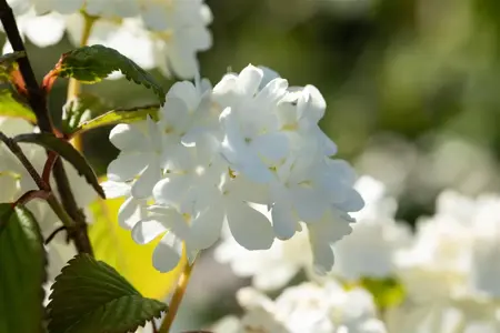 Viburnum plic. 'Newport' - 40-50 CM C7.5 - image 4