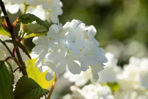 Viburnum plic. 'Newport' - 40-50 CM C7.5 - image 4