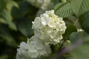 Viburnum plic. 'Newport'