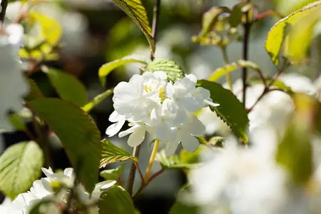 Viburnum plic. 'Newport' - 50-60 CM C7.5 - image 2