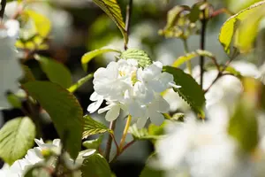 Viburnum plic. 'Newport' - 50-60 CM C7.5 - image 2