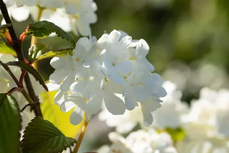 Viburnum plic. 'Newport' - 50-60 CM C7.5 - image 4
