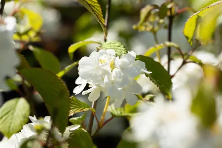 Viburnum plic. 'Newport' - 30-40 CM C3.5 - image 1