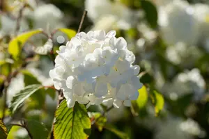 Viburnum plic. 'Newport' - 30-40 CM C3.5 - image 2
