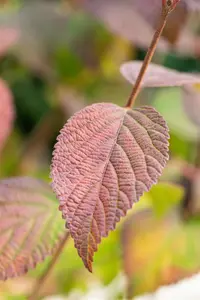 Viburnum plic. 'Opening Day' - 50-60 CM C7.5 - image 3