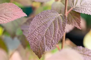 Viburnum plic. 'Opening Day'