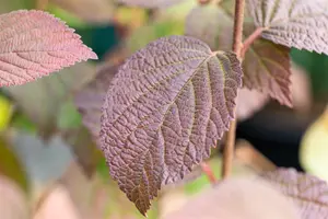 VIBURNUM PLIC. OPENING DAY