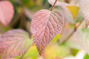 Viburnum plic. 'Opening Day' - 50-60 CM C7.5 - image 2