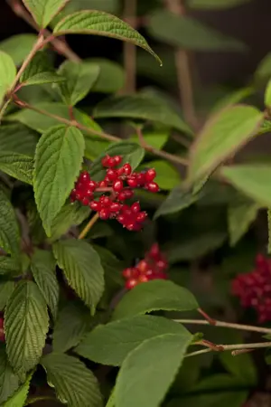 Viburnum plic. 'Pink Beauty' - 30-40 CM RB - image 2