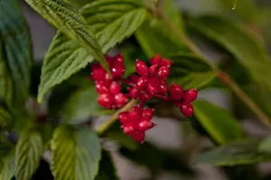 Viburnum plic. 'Pink Beauty' - 60-80 CM C25 - image 4
