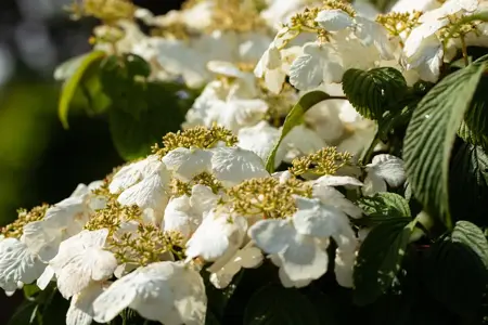 Viburnum plic. 'Pink Beauty' - 60-80 CM C25 - image 3