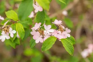 Viburnum plic. 'Pink Beauty' - 60-80 CM C25 - image 4
